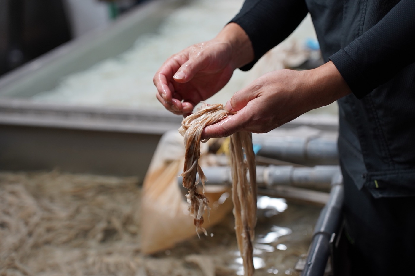 Sorting kozo fibre by hand