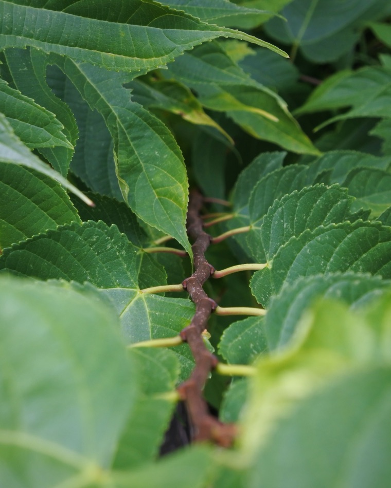 Kozo, the paper mulberry, growing in Inshu
