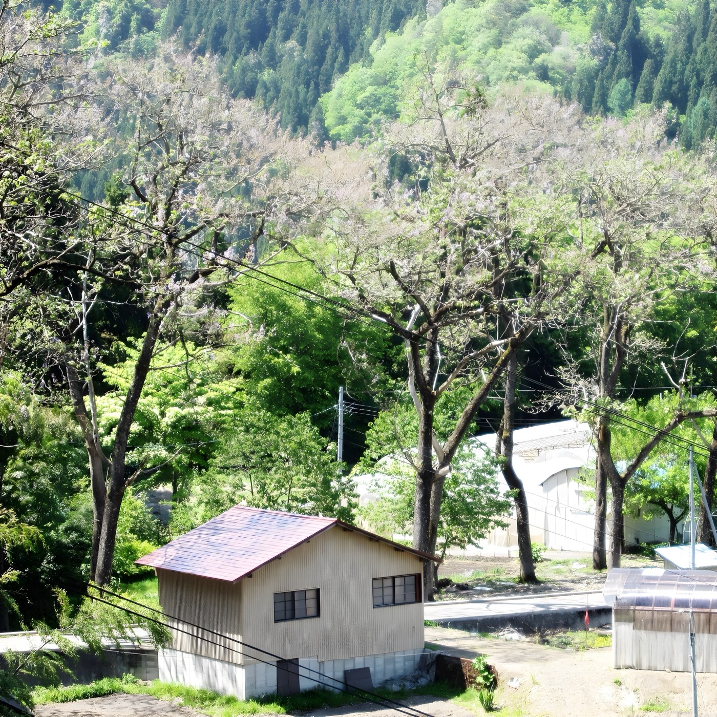 Paulownia trees in flower above a village workshop